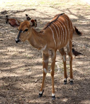 Kiryat-Motskin-Zoo_28-3-2024 (20).JPG