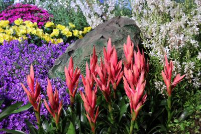 Tel-Aviv-Flowers-Show_24-4-2024 (36).JPG