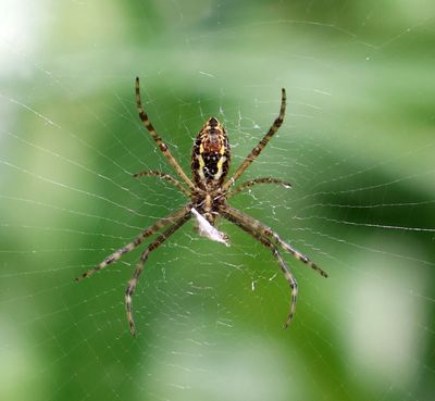 Home-Garden_25-5-2024 (10).JPG