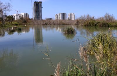 Ein-Afek_5-3-2024 (26).JPG
