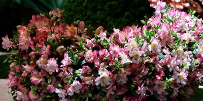 Tel-Aviv-Flowers-Show_24-4-2024 (119).JPG