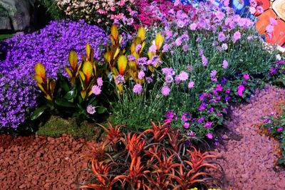 Tel-Aviv-Flowers-Show_24-4-2024 (41).JPG