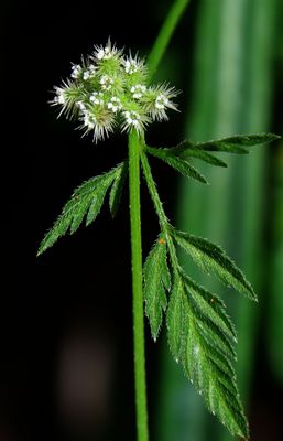 Home-Garden_22-4-2024 (5).JPG
