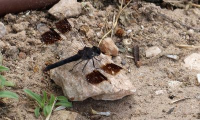 Ein-Afek_5-5-2024 (18).JPG