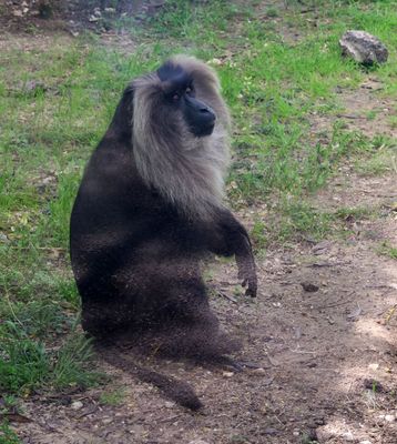 Kiryat-Motskin-Zoo_28-3-2024 (34).JPG