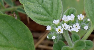 Kiryat-Bialik_28-5-2024 (53).JPG