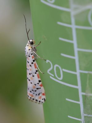 Home-Garden_1-5-2024 (18).JPG