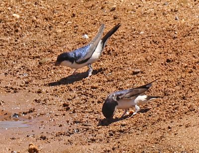 Nahariya_16-5-2024 (39).JPG