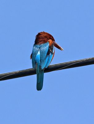 Kiryat-Bialik_21-3-2024 (10).JPG