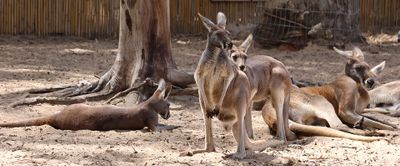 Kiryat-Motskin-Zoo_28-3-2024 (27).JPG