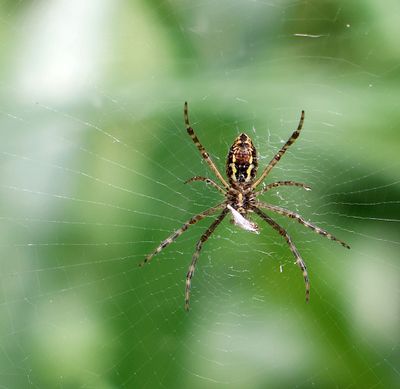 Home-Garden_25-5-2024 (9).JPG