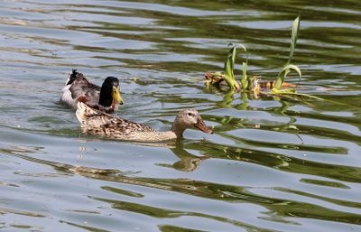 Kiryat-Motskin-Zoo_28-3-2024 (3).JPG