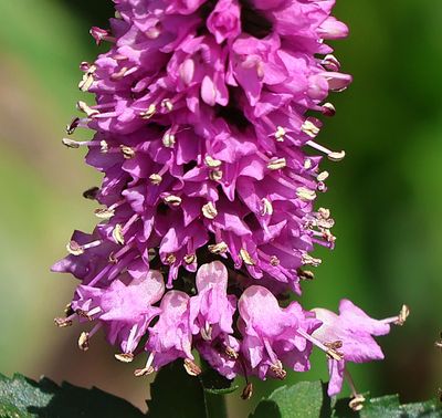 Home-Garden_7-6-2024 (73).JPG