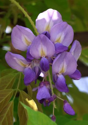 pardes-Hana_13-4-2024 (13).JPG