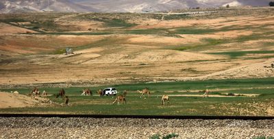 Negev_14-3-2024 (47).JPG