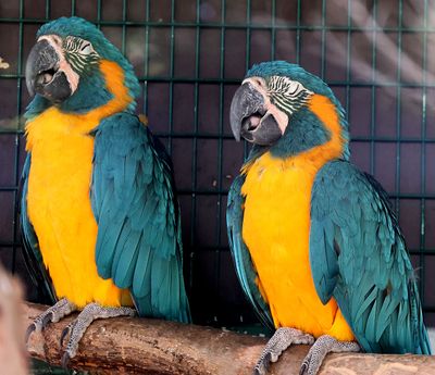 Kiryat-Motskin-Zoo_28-3-2024 (117).JPG