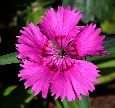 Home-Garden_22-4-2024 (3).JPG