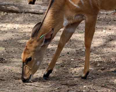 Kiryat-Motskin-Zoo_28-3-2024 (18).JPG