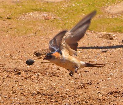 Nahariya_16-5-2024 (67).JPG