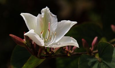 Flowers 2017