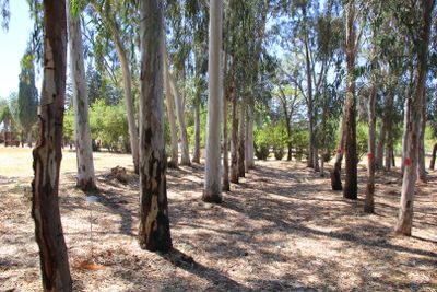 Ilanot Arboretum