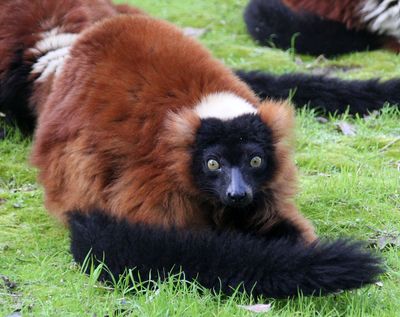 Kiryat-Motskin-Zoo_13-2-2020 (229).JPG