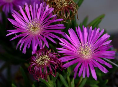 Home-Garden_16-6-2024 (15).JPG