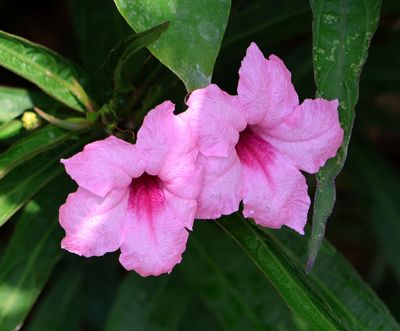 Home-Garden_12-8-2024 (20).JPG