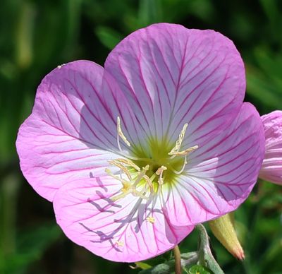Nahariya_24-8-2024 (23).JPG