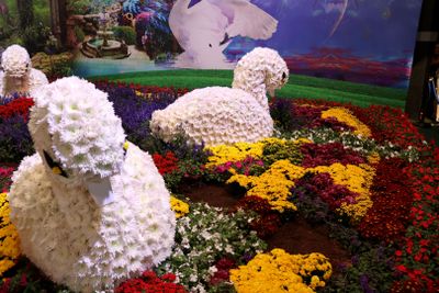 Tel-Aviv-Flowers-Show_24-4-2024 (108).JPG