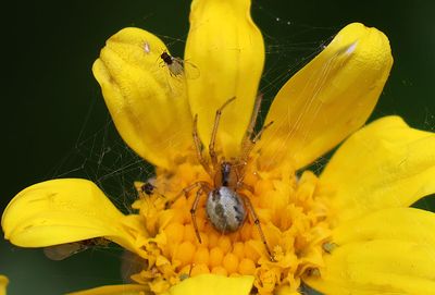 Home-Garden_6-5-2024 (28).JPG