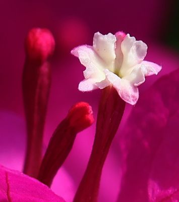 Home-Garden_22-9-2024 (24).JPG