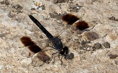 Ein-Afek_22-8-2024 (26).JPG