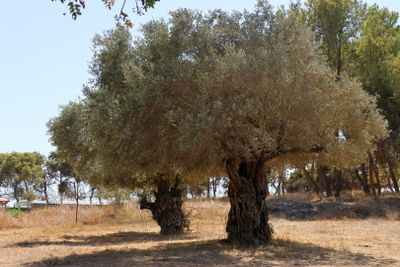 Ein-Afek_12-9-2024 (71).JPG