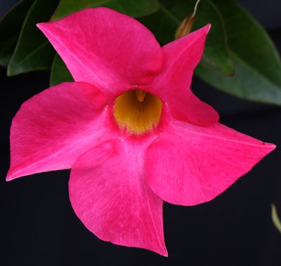Flowers 2023