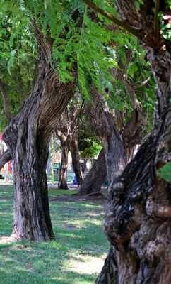 Kiryat-Motskin_18-8-2024 (6).JPG