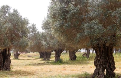 Ein-Afek_18-4-2024 (1).JPG