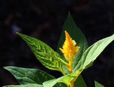 Home-Garden_24-10-2024 (16).JPG
