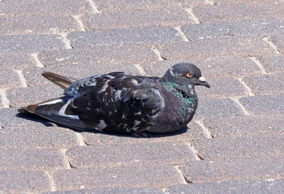 Kiryat-Hayim_5-9-2024 (33).JPG