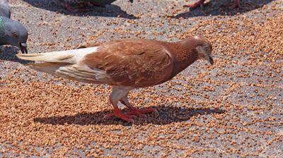 Kiryat-Hayim_20-6-2024 (18).JPG