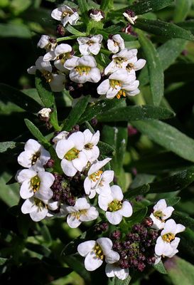 Home-Garden_1-11-2024 (17).JPG