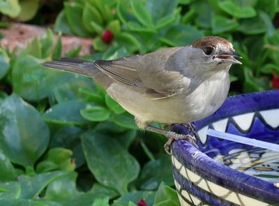Home-Garden_16-11-2024 (212).JPG