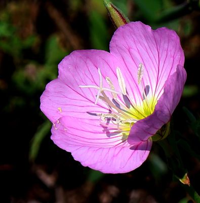 Nahariya_24-8-2024 (19).JPG