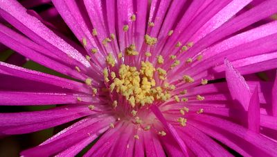Home-Garden_7-6-2024 (81).JPG