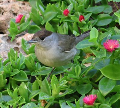 Home-Garden_16-11-2024 (149).JPG