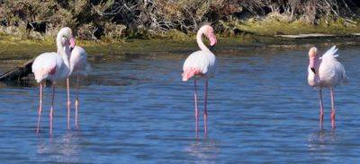 Atlit-Salt-Pools_13-11-2024 (10).JPG