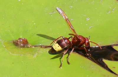 Kiryat-Bialik_12-9-2024 (77).JPG