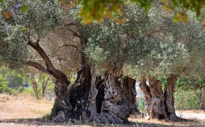 Ein-Afek_12-9-2024 (69).JPG