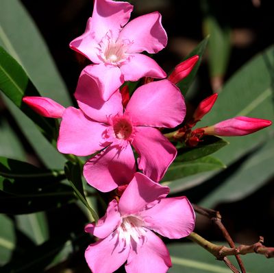 Kiryat-Bialik_29-9-2024 (41).JPG