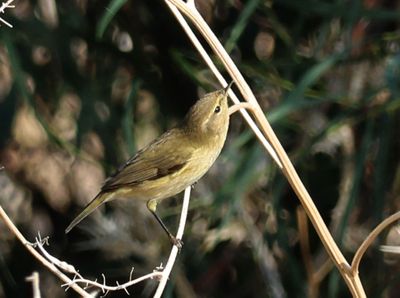 Kiryat-Bialik_21-11-2024 (143).JPG